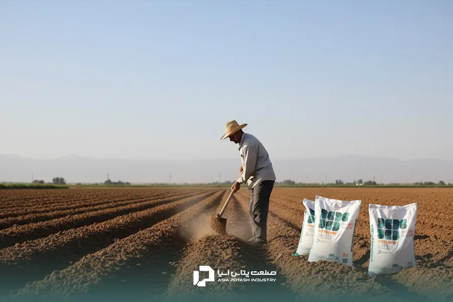 کوددهی علمی سیب زمینی با کودهای مختلف در مراحل مختلف رشد گیاه انجام می‌شود.