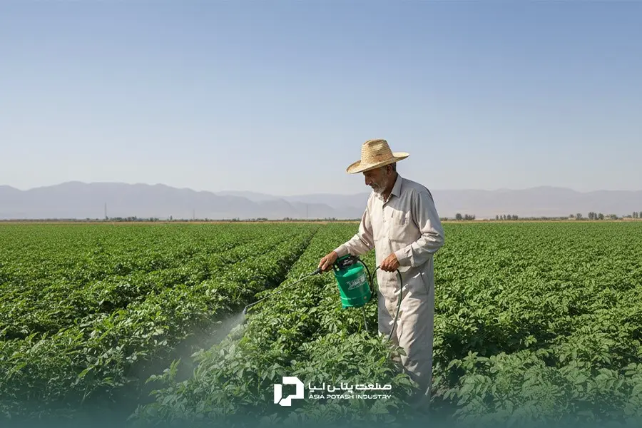 یک کشاورز در حال محلول پاشی سیب زمینی به عنوان یکی از مراحل کوددهی سیب زمینی