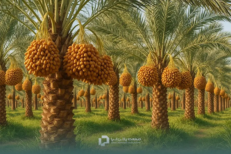 انتخاب بهترین کود برای نخل خرما برای رسیدن به محصولی با کیفیت بسیار مهم است.