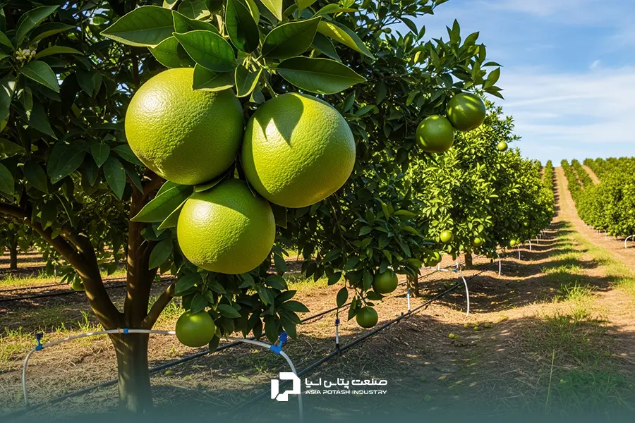 نمایی از درختان مرکبات با میوه‌های در حال رنگ‌گیری نارنجی در آستانه برداشت پاییزی