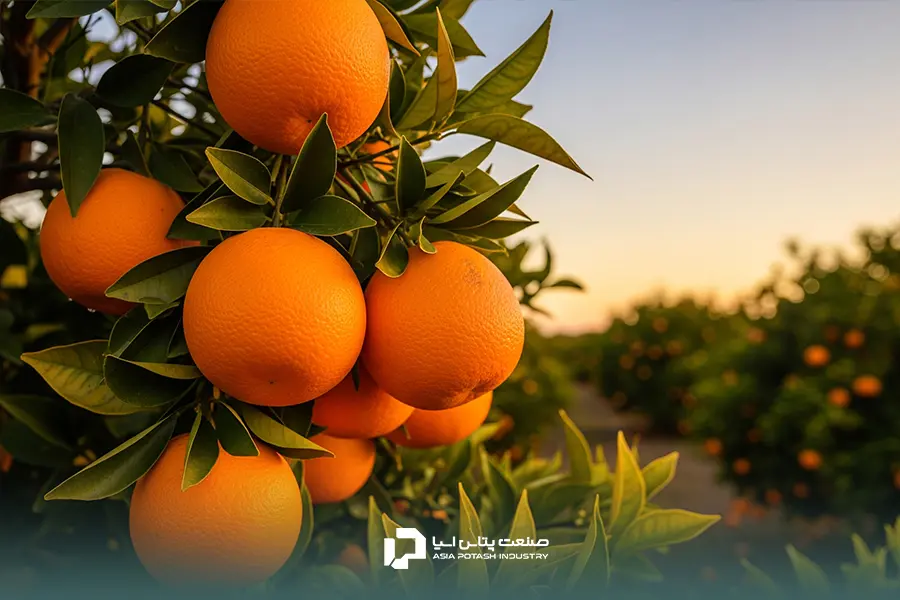 تأثیرکوددهی سولفات پتاسیم در میوه‌دهی مرکبات