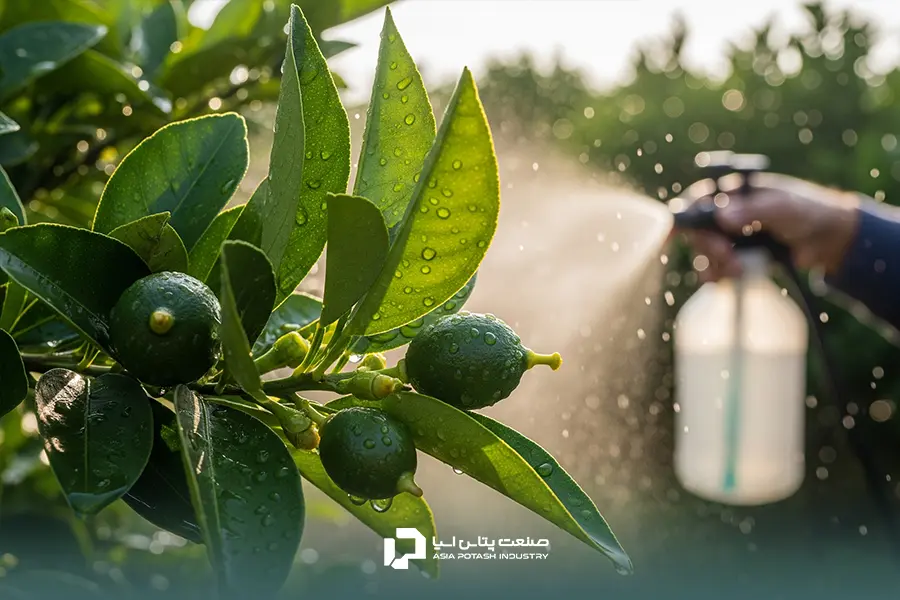 محلول‌پاشی نیترات کلسیم روی میوه‌های تازه تشکیل‌شده در مرحله فندقی شدن درخت مرکبات